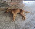 Μαραθώνας: Δεκάδες σκυλιά σε άθλιες συνθήκες στο παράνομο εκτροφείο