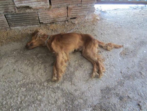 Μαραθώνας: Δεκάδες σκυλιά σε άθλιες συνθήκες στο παράνομο εκτροφείο