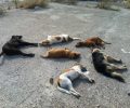 Ξάνθη: Εξολόθρευσαν 6 αδέσποτα σκυλιά με φόλες για να «ξεμπερδεύουν»
