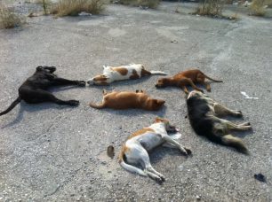 Ξάνθη: Εξολόθρευσαν 6 αδέσποτα σκυλιά με φόλες για να «ξεμπερδεύουν»
