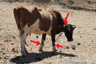 Έτσι βασανίζουν τις αγελάδες και στα Μάρμαρα της Πάρου (βίντεο)