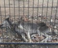 Δράμα: Σκύλος πέθανε αλυσοδεμένος από την πείνα σε προαύλιο εργοστασίου