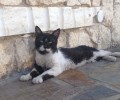 Χάθηκε αρσενική γάτα στην Πεντέλη και την αναζητούν