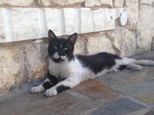 Χάθηκε αρσενική γάτα στην Πεντέλη και την αναζητούν