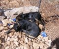 Εξόντωσαν ακόμα 10 σκυλιά μέσα σε ιδιωτικό καταφύγιο στα Χανιά