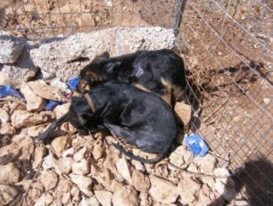 Εξόντωσαν ακόμα 10 σκυλιά μέσα σε ιδιωτικό καταφύγιο στα Χανιά