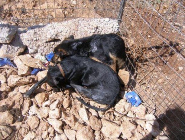 Εξόντωσαν ακόμα 10 σκυλιά μέσα σε ιδιωτικό καταφύγιο στα Χανιά