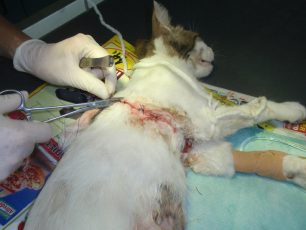 Καβάλα: Έσωσαν τη γάτα βγάζοντας την θηλιά από την κοιλιά της!
