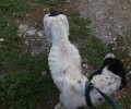 Άλλο ένα σκελετωμένο κυνηγόσκυλο στο Βασιλούδι Θεσσαλονίκης