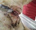 Μοίρες Ηρακλείου: Ευτυχώς έβγαλαν τη συρμάτινη θηλιά απ' τον λαιμό του σκύλου