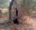 Βρήκε τον σκύλο απαγχονισμένο να κρέμεται σε δέντρο στο Πόρτο Χέλι στην «ελληνική Ριβιέρα» της Αργολίδας