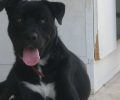 Καβούρι Αττικής: Μετακόμισε και εγκατέλειψε τον σκύλο του