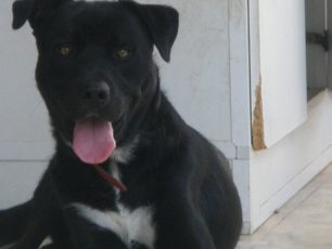 Καβούρι Αττικής: Μετακόμισε και εγκατέλειψε τον σκύλο του