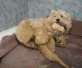 Βώροι Ηρακλείου Κρήτης: Έσωσαν την σκυλίτσα με την τεράστια πληγή και το τρίχωμα – πανοπλία