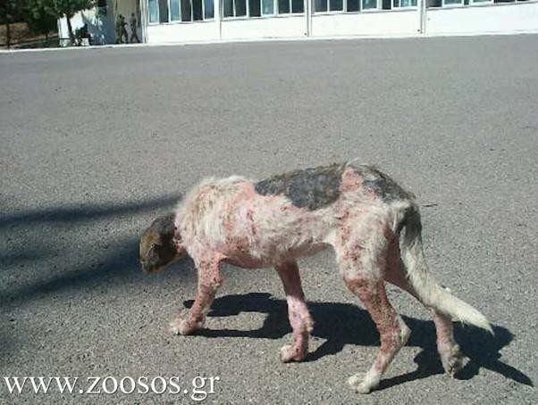 Αυτό είναι το άρρωστο σκυλί στο Κέντρο Εκπαίδευσης Πυροβολικού στη Θήβα