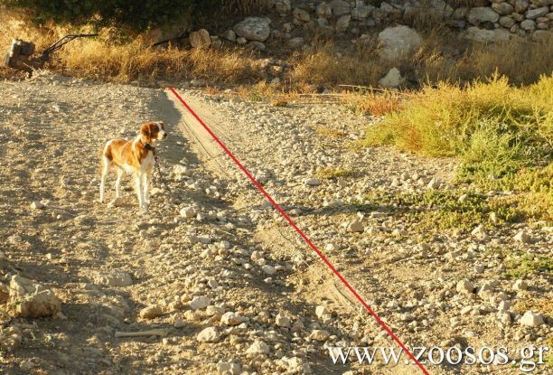 Dog run: Ο οδηγός που βοηθάει τα δεμένα σκυλιά να τρέξουν (βίντεο)