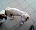 Σκελετωμένος αδέσποτος σκύλος στο Κορωπί