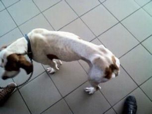 Σκελετωμένος αδέσποτος σκύλος στο Κορωπί