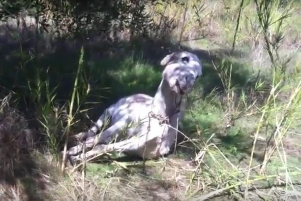 Βυτινέικα Πύργου: Απαγχόνισαν γάιδαρο (βίντεο)