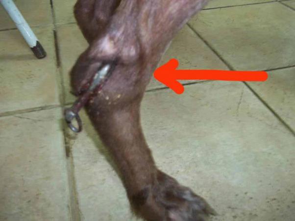 Μαραθώνας Αττικής: Ο γάντζος στο πόδι του σκύλου ήταν σαν τσιγκέλι σε σφάγιο