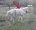 Μαυρούδι Ηγουμενίτσας: Αφήνουν το άλογο να αργοπεθαίνει επειδή γέρασε