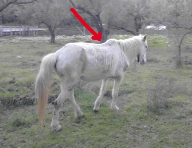 Μαυρούδι Ηγουμενίτσας: Αφήνουν το άλογο να αργοπεθαίνει επειδή γέρασε