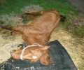 Άλογο πέθανε από ασιτία μέσα στον παράνομο Δημοτικό Ζωολογικό Κήπο Βόλβης