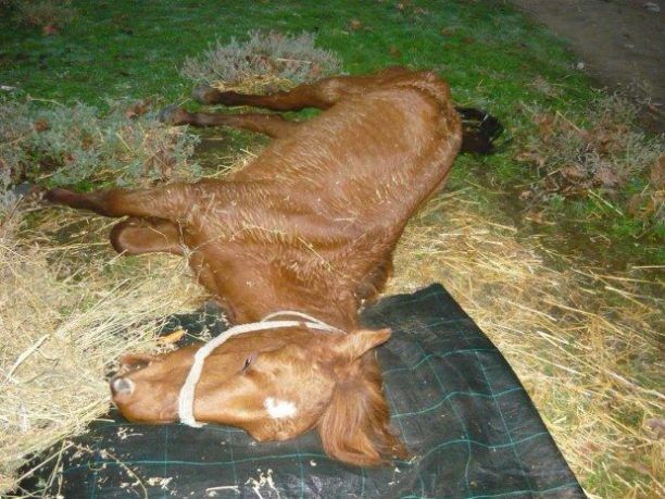 Άλογο πέθανε από ασιτία μέσα στον παράνομο Δημοτικό Ζωολογικό Κήπο Βόλβης