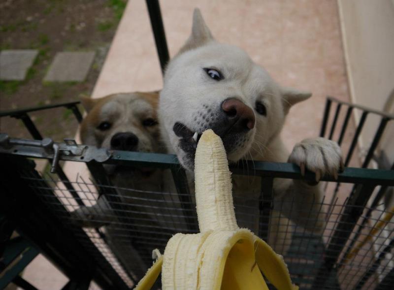 BananaSkyliaPlemenouSilia 2