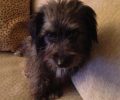 Βρήκαν νεαρής ηλικίας σκύλο μαύρο Γκριφόν στα Βριλήσσια