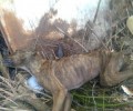 Αναρμόδιο δηλώνει το Α.Τ. Άργους για το νεκρό και το σκελετωμένο σκυλί στο Κεφαλάρι