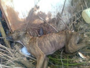 Αναρμόδιο δηλώνει το Α.Τ. Άργους για το νεκρό και το σκελετωμένο σκυλί στο Κεφαλάρι