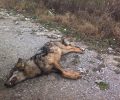 Κτηνοτρόφοι & κυνηγοί στοχοποιούν τους λύκους και εμμέσως ζητούν τη θανάτωση τους με δικαιολογία ακόμα και την ανύπαρκτη λύσσα