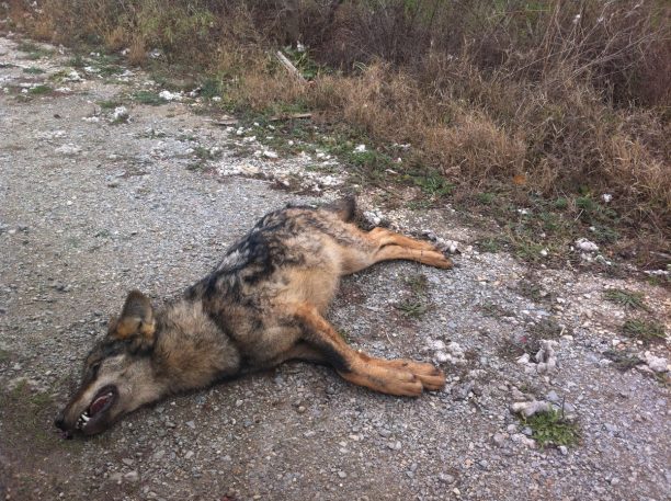Άλλος ένας λύκος νεκρός σε τροχαίο στο Κάτω Νευροκόπι Δράμας