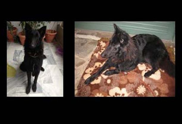 Κανείς δεν αναζήτησε το τυφλό βέλγικο Λυκόσκυλο που βρέθηκε στο Χαλάνδρι