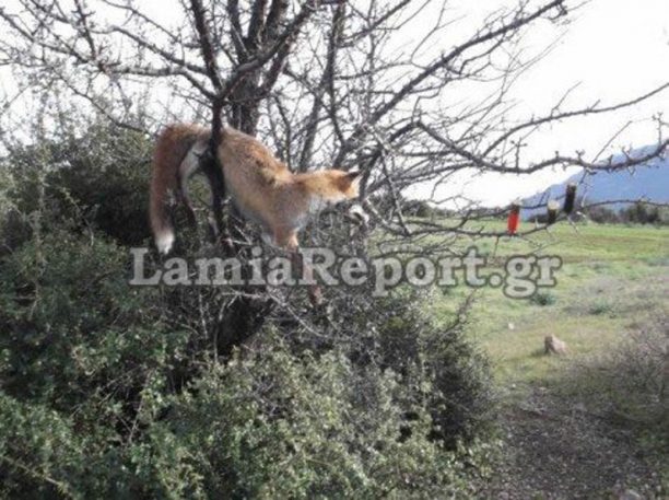 Λιανοκλάδι Λαμίας: Και σκότωσε και κρέμασε την αλεπού πάνω στο δέντρο