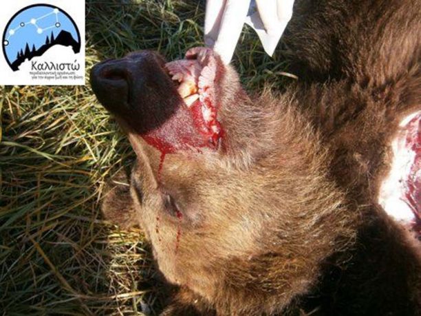Άλλη μια αρκούδα νεκρή σε τροχαίο στην Καστοριά