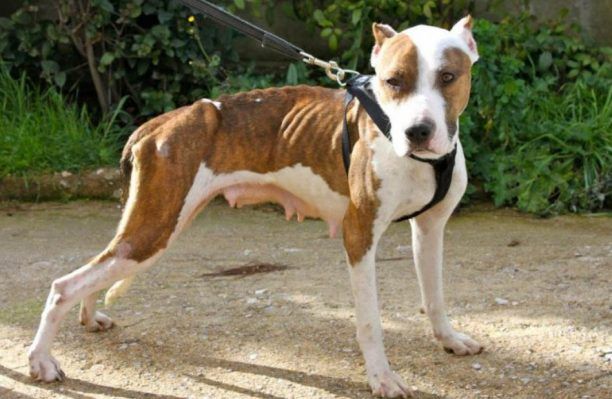 Καθαρόαιμη σκελετωμένη και εγκαταλελειμμένη σκυλίτσα κάπου στα Καλάβρυτα