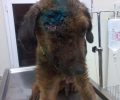 Καρυδιά Κομοτηνής: Πυροβόλησε τον σκύλο και του διέλυσε το κρανίο