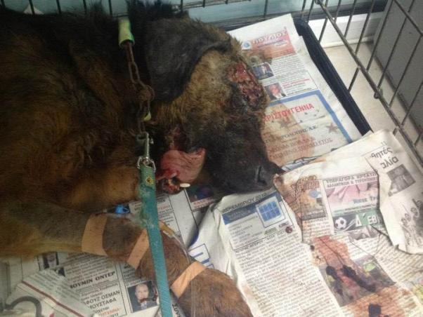 Κομοτηνή: Βελτιώνεται η κατάσταση του σκύλου που πυροβολήθηκε στο κεφάλι στην Καρυδιά