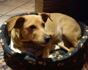 Ανατηζούν τον θηλυκό σκύλο τους που χάθηκε στο Πάντειο τον Δεκέμβριο του 2012