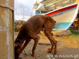 Καταδικάστηκε – αν και με μικρή ποινή – ο επιχειρηματίας που επί χρόνια κακοποιεί τα σκυλιά του στην Πάρο