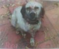 Βρέθηκε - Χάθηκε σκύλος στο Κεφαλάρι Αττικής