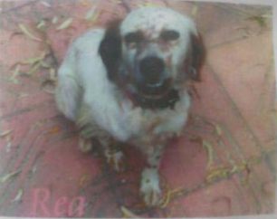 Βρέθηκε - Χάθηκε σκύλος στο Κεφαλάρι Αττικής