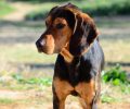 Χανιά: Υιοθετήθηκε ο κακοποιημένος σκυλάκος όμως παραμένει άγνωστος ο δράστης