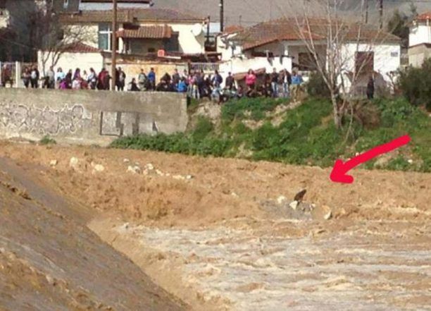 Διέσωσαν τον σκύλο μέσα από το ποτάμι στον Τύρναβο (βίντεο)