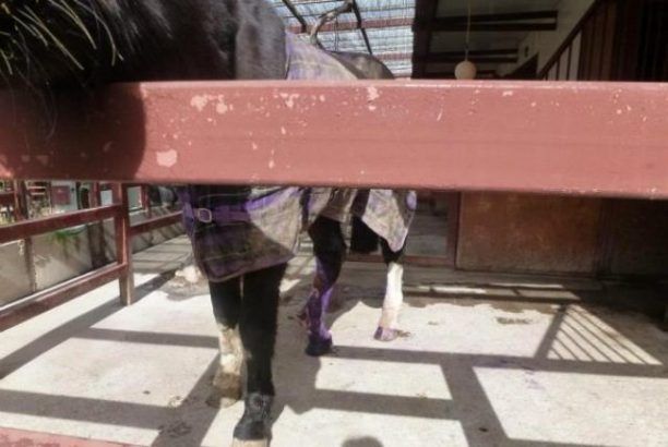 Ηράκλειο Κρήτης: Αφήνουν τ’ άλογα να σαπίζουν μέσα στον στάβλο