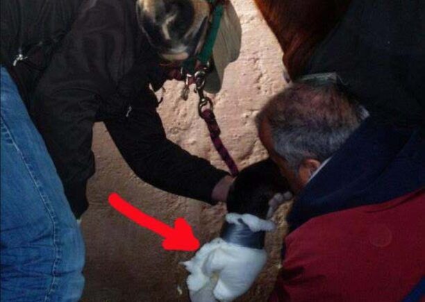 Καθημερινά φροντίζουν το ακρωτηριασμένο άλογο που εγκαταλείφθηκε στο Αλιβέρι Εύβοιας