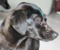 Ολοκληρωτικά τυφλός ο σκυλάκος που κακοποιήθηκε στη Σαμοθράκη