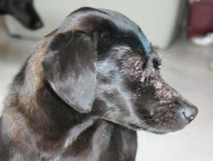 Ο τυφλός Ιώνας, ο σκύλος που κακοποιήθηκε στη Σαμοθράκη, υιοθετήθηκε